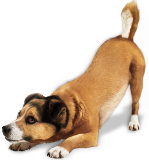 pngfind.com free dog png 3570165.png